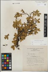 Foto von Salix kitaibeliana Willd.